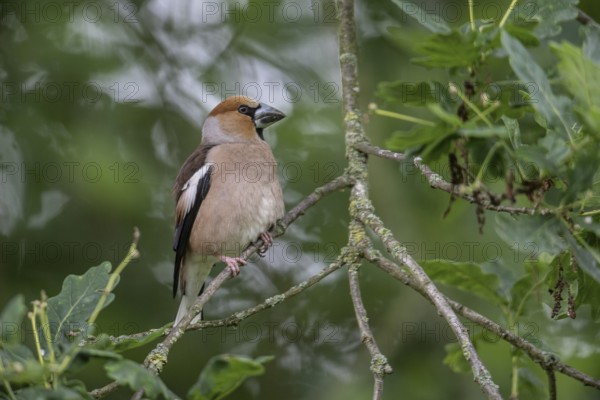 Hawfinch (Coccothraustes coccothraustes), Emsland, Lower Saxony, Germany, Europe