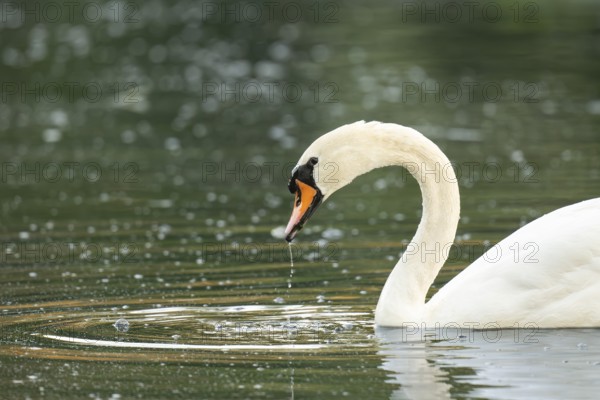 Mute swan (Cygnus olor), Rosensteinpark, Stuttgart, Baden-Württemberg, Germany, Europe