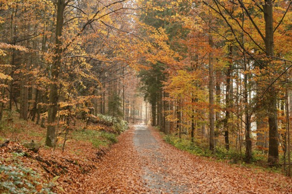 Landscape of a trail going through the forest in autumn in the bavarian forest
