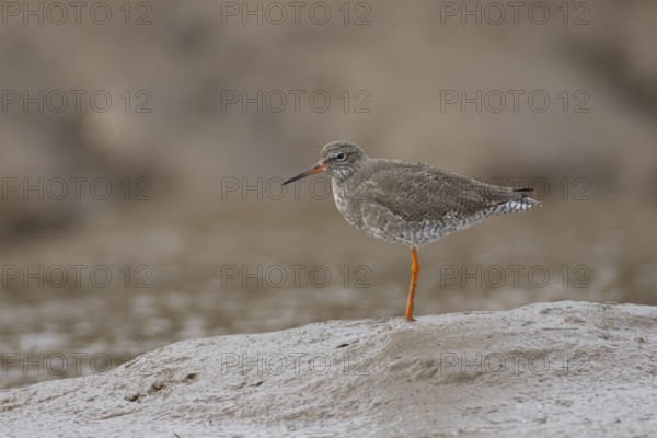 Common redshank (Tringa totanus) adult bird standing on a coastal mudflat, England, United kingdom