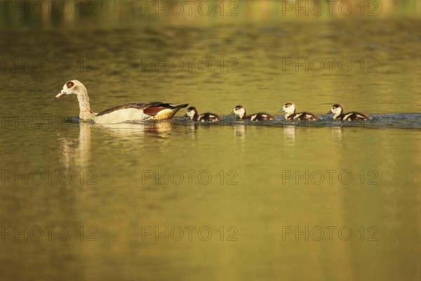 Egyptian goose (Alopochen aegyptiaca) with young on the water, Allgäu, Bavaria, Germany, Allgäu, Bavaria, Germany, Europe