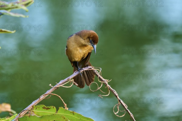 Grackle (Quiscalus quiscula), female sitting on a branch, spring, Wakodahatchee Wetlands, Delray Beach, Florida, USA, North America