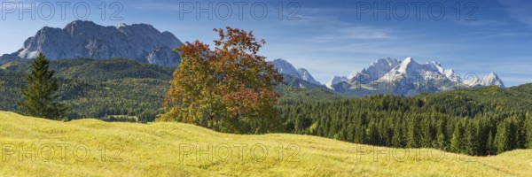 Humpback meadows between Mittenwald and Krün, Werdenfelser Land, behind it the Zugspitze, 2962m, Wetterstein range, Upper Bavaria, Bavaria, Germany, Europe