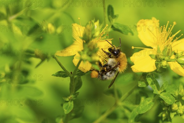 Honey bee (Apis) sitting on a yellow flower of Common St John's wort (Hypericum perforatum) in a sunny, green natural environment, Ternitz, Lower Austria, Austria, Europe