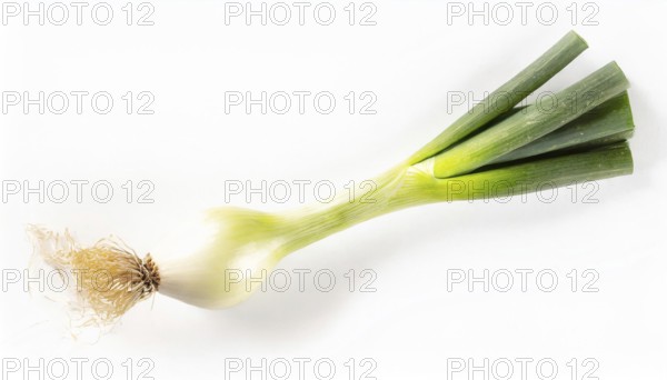 Vegetable, spring onion or spring onion, also known as winter onion, Allium fistulosum