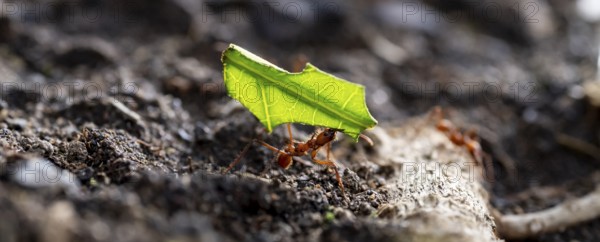 Leafcutter ants carrying leaves, ant trail, Tortuguero National Park, Costa Rica, Central America