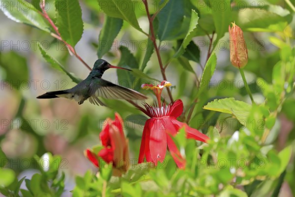Broad-billed hummingbird (Cynanthus latirostris), adult, male, flying, on flower, foraging, Sonoran Desert, Arizona, North America, USA, North America