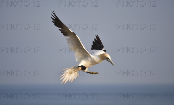 Northern gannet flying on Heligoland, Schleswig-Holstein, Germany, Europe
