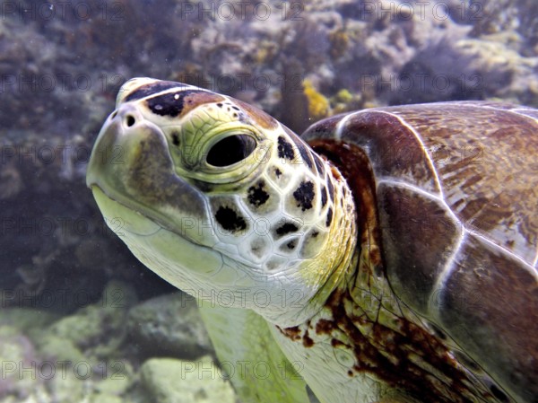 Close-up of a Hawksbill sea turtle (Eretmochelys imbricata imbricata) showing its distinctive facial features. Dive site John Pennekamp Coral Reef State Park, Key Largo, Florida Keys, Florida, USA, North America