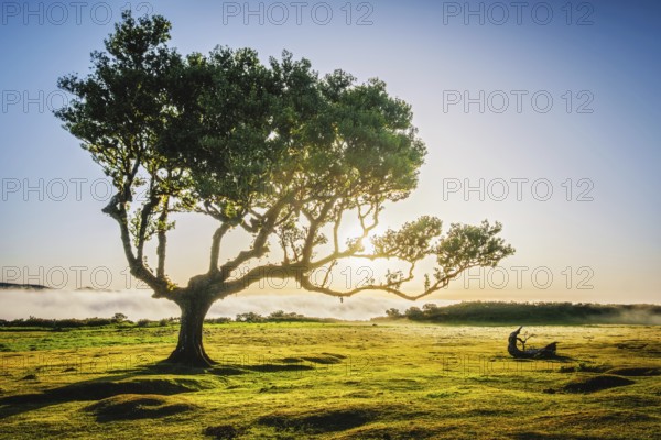 Centuries-old til trees in fantastic magical idyllic Fanal Laurisilva forest on sunset. Madeira island, Portugal, Europe