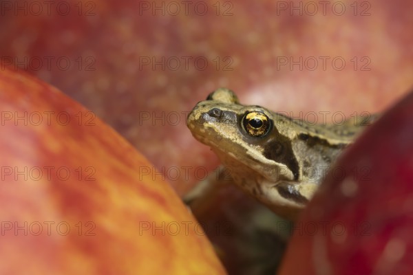 Common frog (Rana temporaria) adult amphibian climbing on a fallen apple fruit on a garden lawn in the summer, England, United Kingdom, Europe