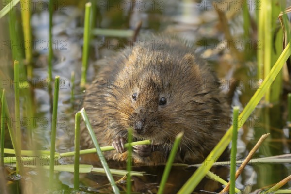 Water vole (Arvicola amphibius) adult rodent animal feeding on a reed leaf in a reedbed on a pond, England, United Kingdom, Europe