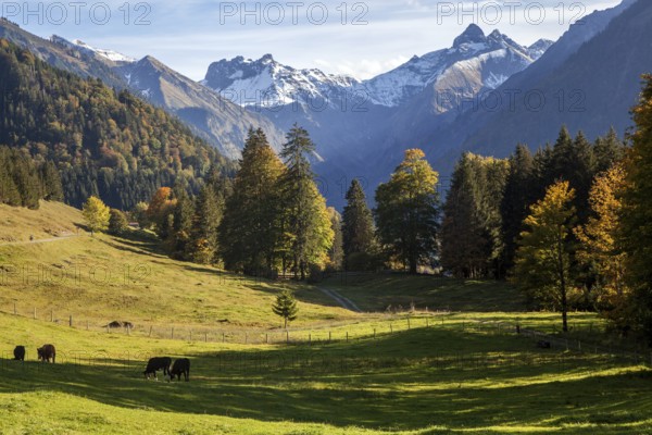 View from dOberallgäu, Allgäu, Bavaria, German Oytalstraße on mountains of the Allgäu Alps, autumn atmosphere, autumnal coloured trees, Oberstdorf