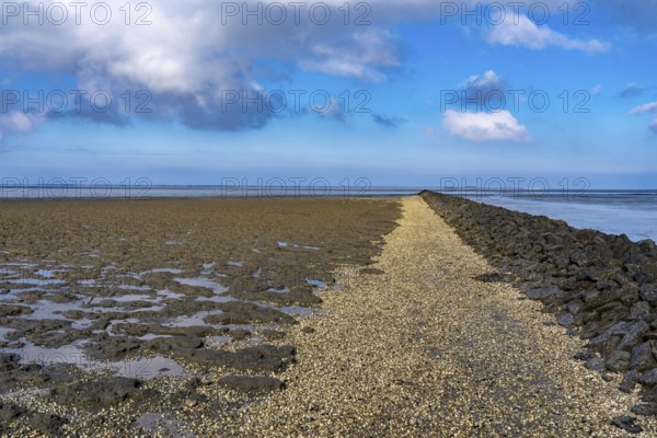 The Wadden Sea, East Frisia, between Bensersiel and Neuharlingersiel, at low tide, seabed condition, mussels, Lower Saxony, Germany, Europe