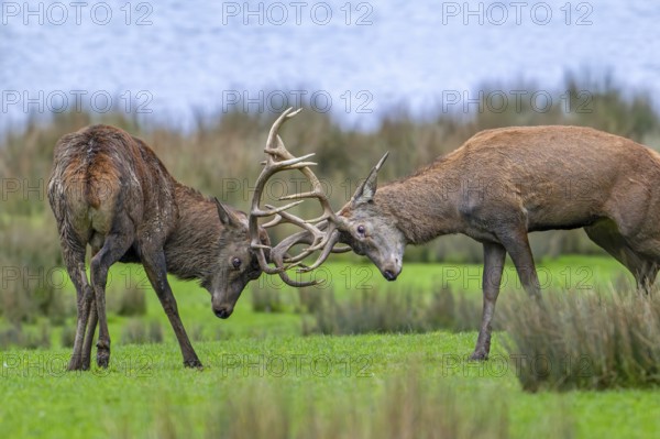 Two rutting red deer (Cervus elaphus) stags fighting by locking antlers during fierce mating battle in grassland during the rut in autumn