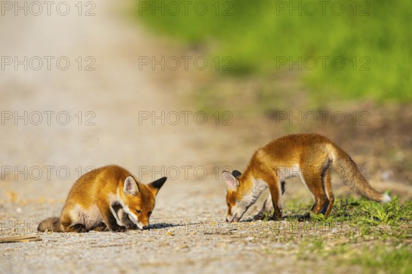 Fox (Vulpes vulpes) puppies Germany