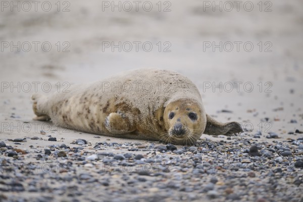 Grey seal (Halichoerus grypus) lying on the beach, Düne, Helgoland, Schleswig-Holstein, Germany, Europe