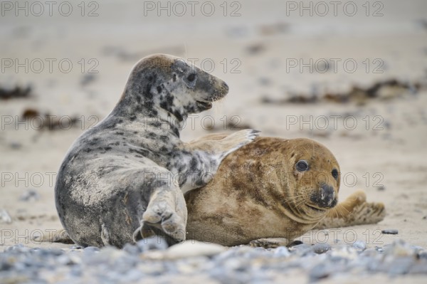 Grey seal (Halichoerus grypus) playing with each other on the beach, Düne, Helgoland, Schleswig-Holstein, Germany, Europe