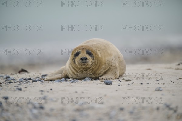 Grey seal (Halichoerus grypus) lying on the beach, Düne, Helgoland, Schleswig-Holstein, Germany, Europe