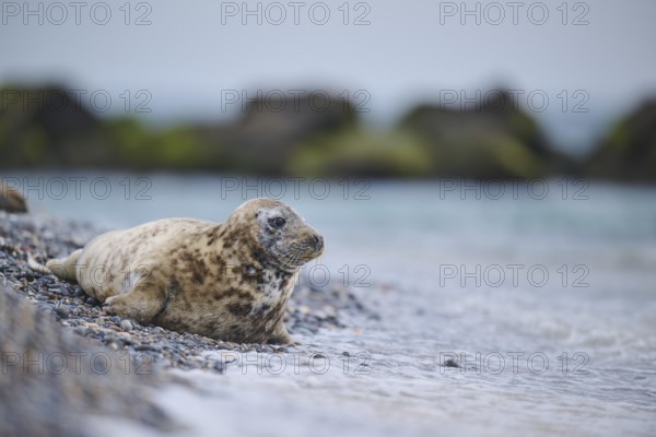 Grey seal (Halichoerus grypus) on the beach on the edge of the water with the sea in the background, Düne, Helgoland, Schleswig-Holstein, Germany, Europe