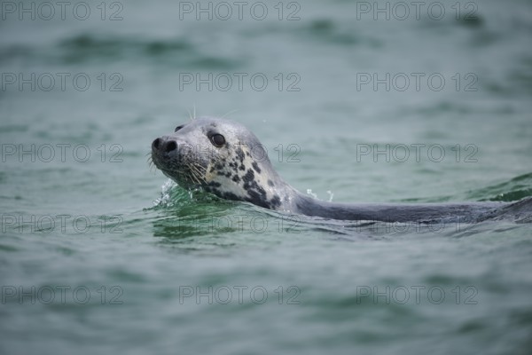 Grey seal (Halichoerus grypus) looking out of the water while swimming in the sea, Düne, Helgoland, Schleswig-Holstein, Germany, Europe