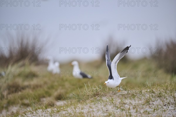 Yellow-legged gull (Larus michahellis) starts flying from the grass at sunset, Düne, Helgoland, Schleswig-Holstein, Germany, Europe