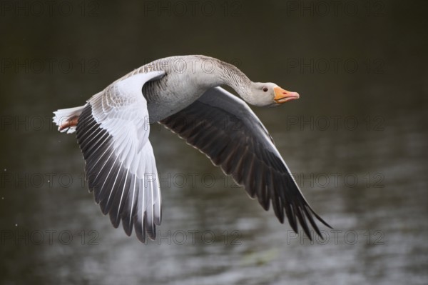 Graylag goose (Anser anser) strats flying from the water, Düne, Helgoland, Schleswig-Holstein, Germany, Europe