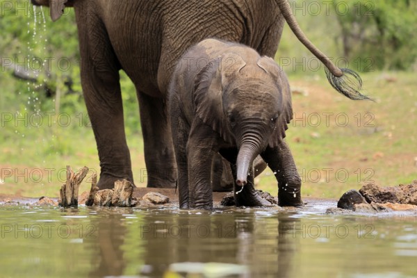 African elephant (Loxodonta africana), young animal, calf, baby elephant, mother, young animal with mother, at the water, Kruger National Park, Kruger National Park, South Africa, Africa
