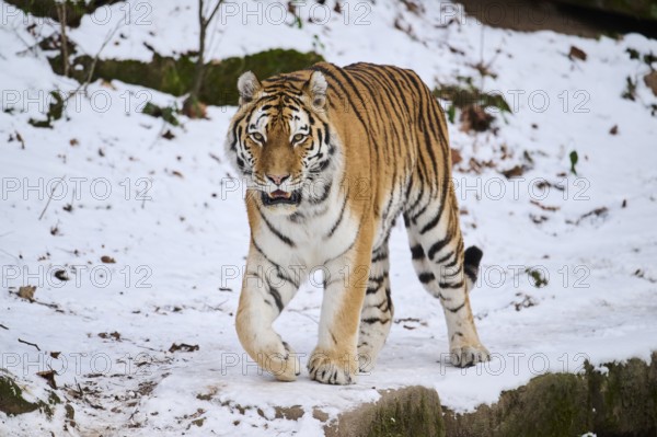 Siberian tiger (Panthera tigris altaica) walking in the snow in winter, captive, Germany, Europe