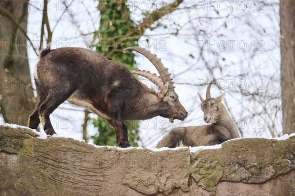 Alpine ibex (Capra ibex) male and female on a rock in winter, snow, Bavaria, Germany, Europe
