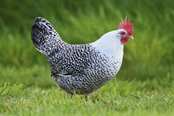 East Frisian Gull standing in a meadow, chicken breed with good utilisation characteristics, Texel, North Holland, Netherlands