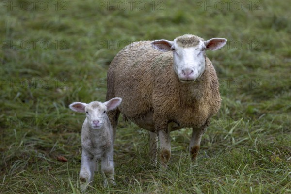 Mother sheep standing in the pasture with her lamb