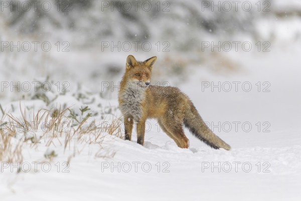 Red fox (Vulpes vulpes), stands in the snow amidst sparse grass and bushes. The background is white, conveying a serene and wintry atmosphere, Czech Republic, Europe