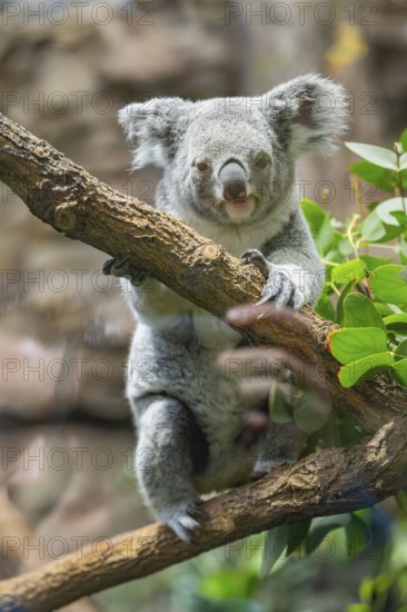 Koala (Phascolarctos cinereus) sitting on a tree, captive, distribution South Australia, Australia, Oceania