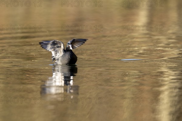 Eurasian Coot (Fulica atra), Vulkaneifel, Rhineland-Palatinate, Germany, Europe