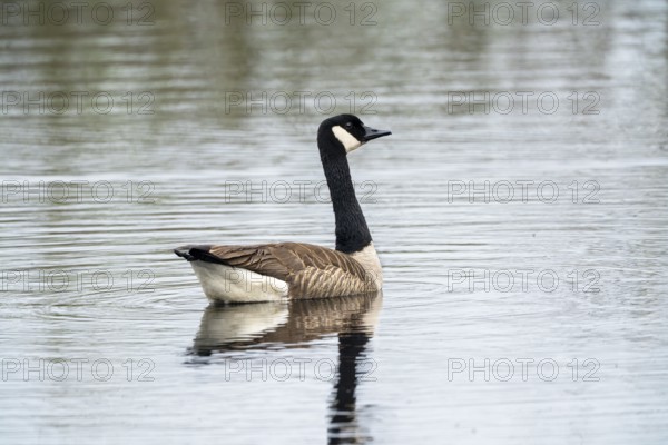 Canada goose (Branta canadensis), Vulkaneifel, Rhineland-Palatinate, Germany, Europe