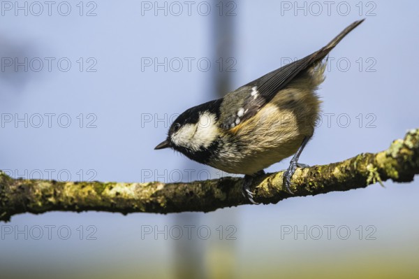 Coal Tit, Periparus ater, bird in forest at winter sun