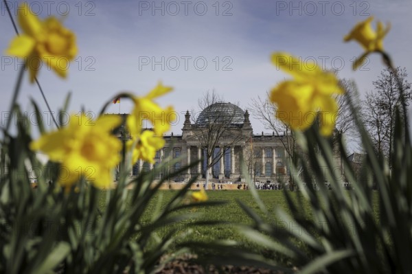 Daffodils bloom in front of the German Bundestag in Berlin, 27.03.2024. According to weather forecasts, highs of around 22 degrees are expected at Easter