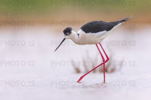 Black-winged Stilt (Himantopus himantopus) Family of Avocets, female, searching for food in the mud, shallow water zone, Toledo, Spain, Europe