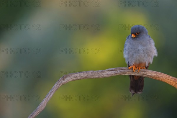 Red-footed Falcon, (Falco vespertinu), perching station, falcon family, Tower Hide, Tiszaalpár, Kiskunsági National Park, Bács-Kiskun, Hungary, Europe