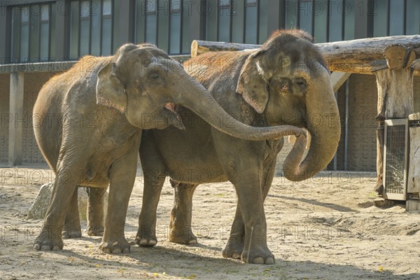 Asian elephants exchanging caresses, Elephas maximus, Zoological Garden, Tiergarten, Mitte, Berlin, Germany, Europe