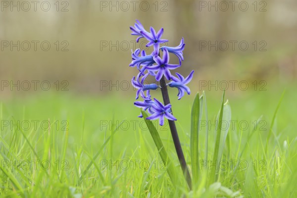 Blue garden hyacinth (Hyacinthus), flowering in a meadow, inflorescence, Siegerland, North Rhine-Westphalia, Germany, Europe