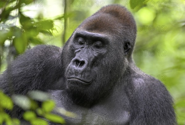 Western lowland gorilla (Gorilla gorilla gorilla) with closed eyes, male, silverback, Baï-Hokou, Dzanga-Ndoki National Park, Unesco World Heritage Site, Dzanga-Sangha Complex of Protected Areas (DSPAC), Sangha-Mbaéré Prefecture, Central African Republic, Africa