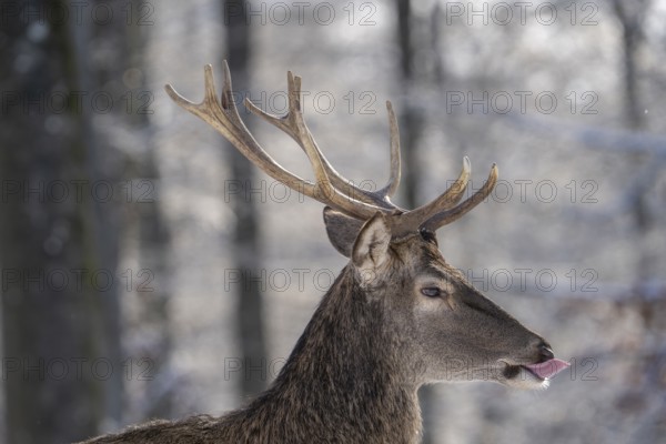 Red deer (Cervus elaphus), head portrait, Vulkaneifel, Rhineland-Palatinate, Germany, Europe