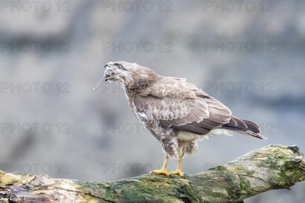 Common buzzard (Buteo buteo) Germany