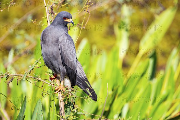 Snail Buzzard (Rostramus sociabilis) Pantanal Brazil