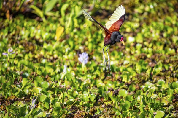 Red-fronted leaflet (Jacana jacana) Pantanal Brazil