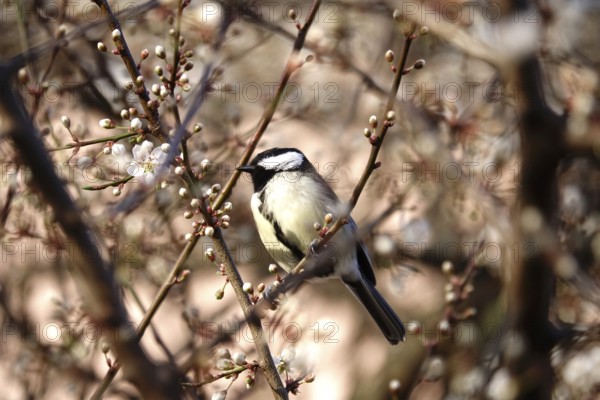 Great tit (Parus major), tree blossom, end of March, Germany, Europe