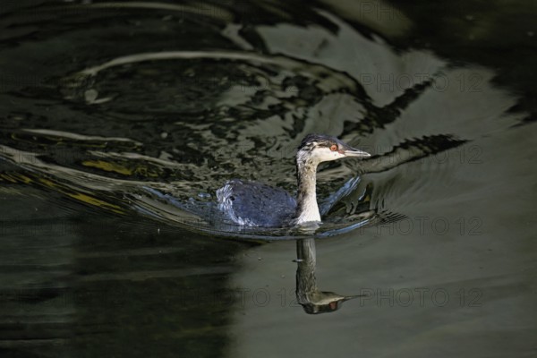 Slavonian grebe (Podiceps auritus), adult, in a white plumage, winter plumage, swimming in Lake Zug, Switzerland, Europe