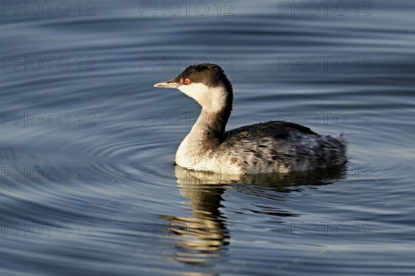 Slavonian grebe (Podiceps auritus), adult, in a white plumage, winter plumage, swimming in Lake Zug, Switzerland, Europe